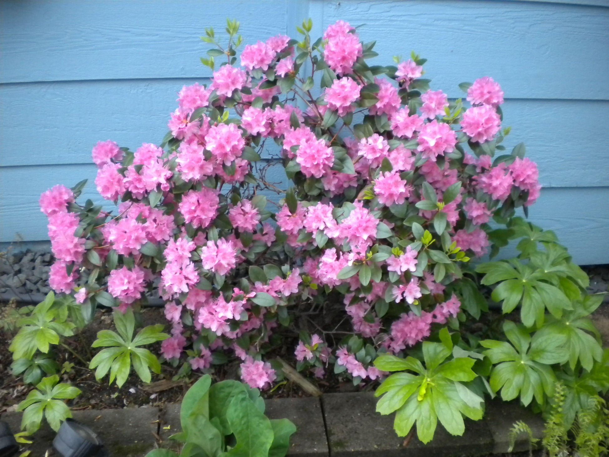 Rhododendron Olga Mezitt - View 10 from www redcrocus com