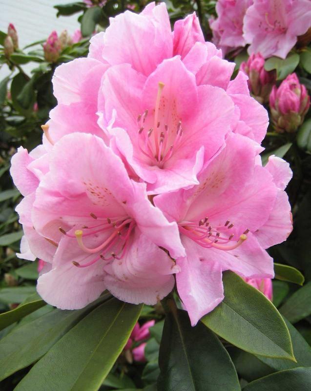 Rhododendron Olga Mezitt - View 11 from www redcrocus com