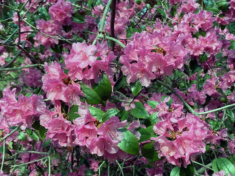 Rhododendron Olga Mezitt - View 7 from www redcrocus com