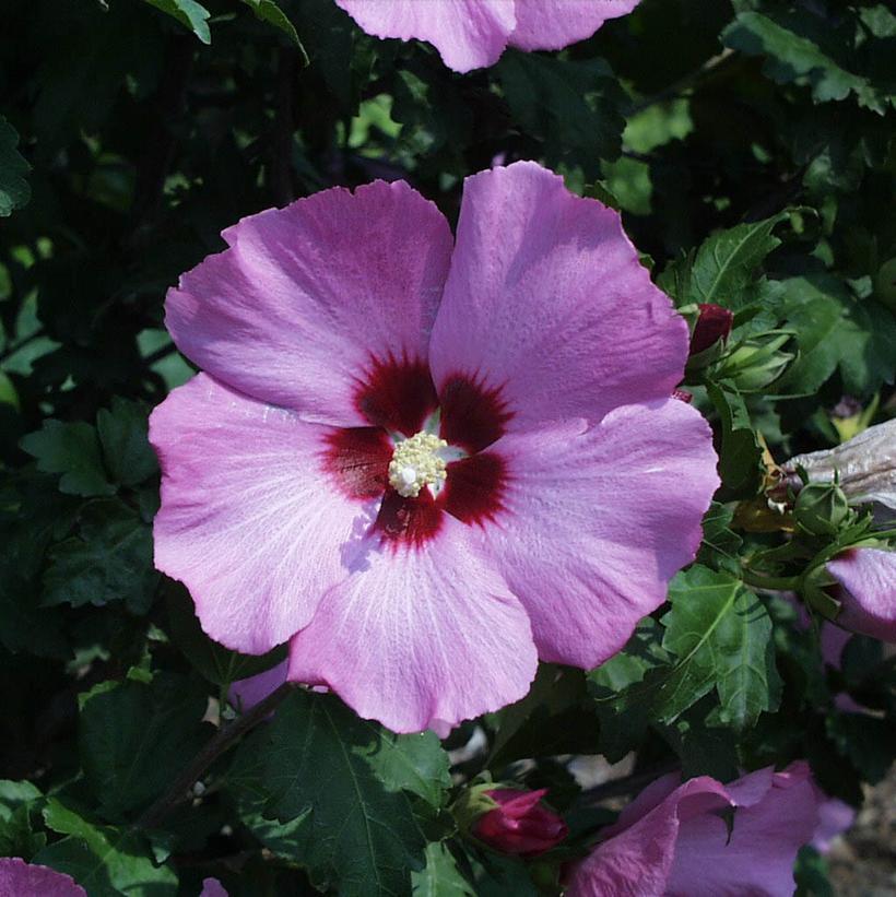 Hibiscus Syriacus Aphrodite - View 3 from www redcrocus com