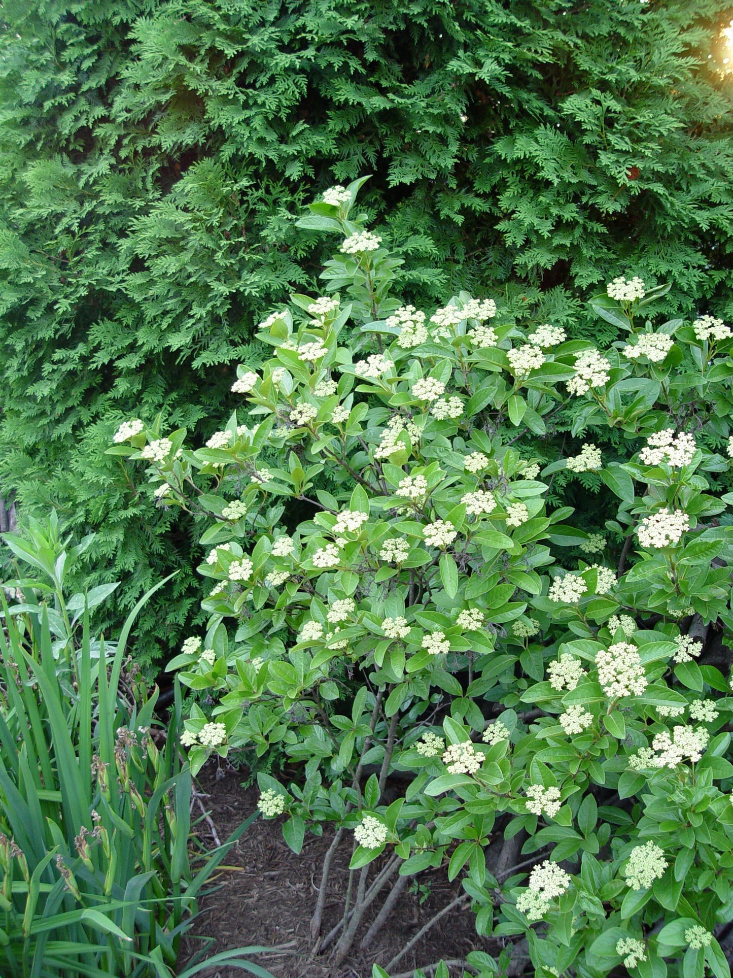 Viburnum Nudum Winterthur - View 13 from www redcrocus com