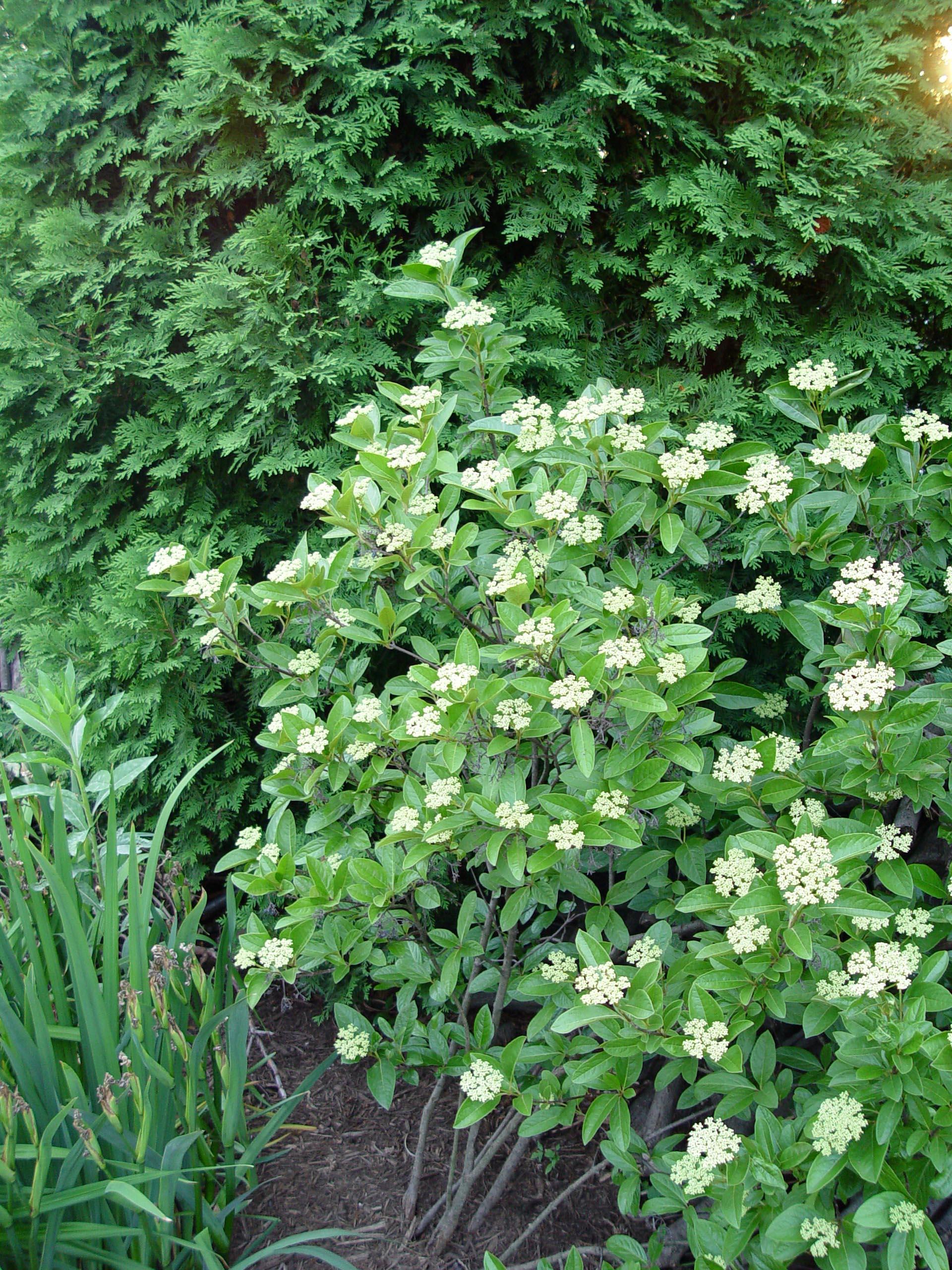 Viburnum Nudum Winterthur - View 13 from www redcrocus com