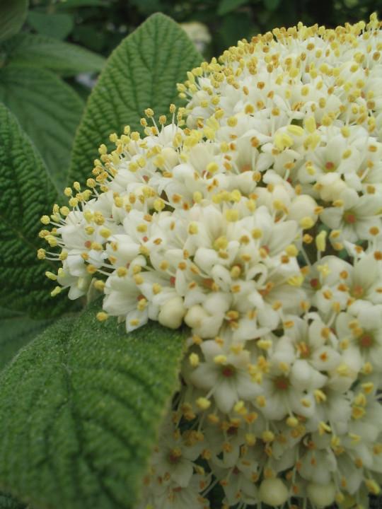 Viburnum Rhytidophylloides Alleghany - View 11 from www redcrocus com