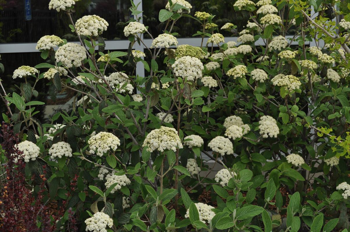 Viburnum Rhytidophylloides Alleghany - View 14 from www redcrocus com