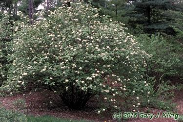 Viburnum Rhytidophylloides Alleghany - View 4 from www redcrocus com