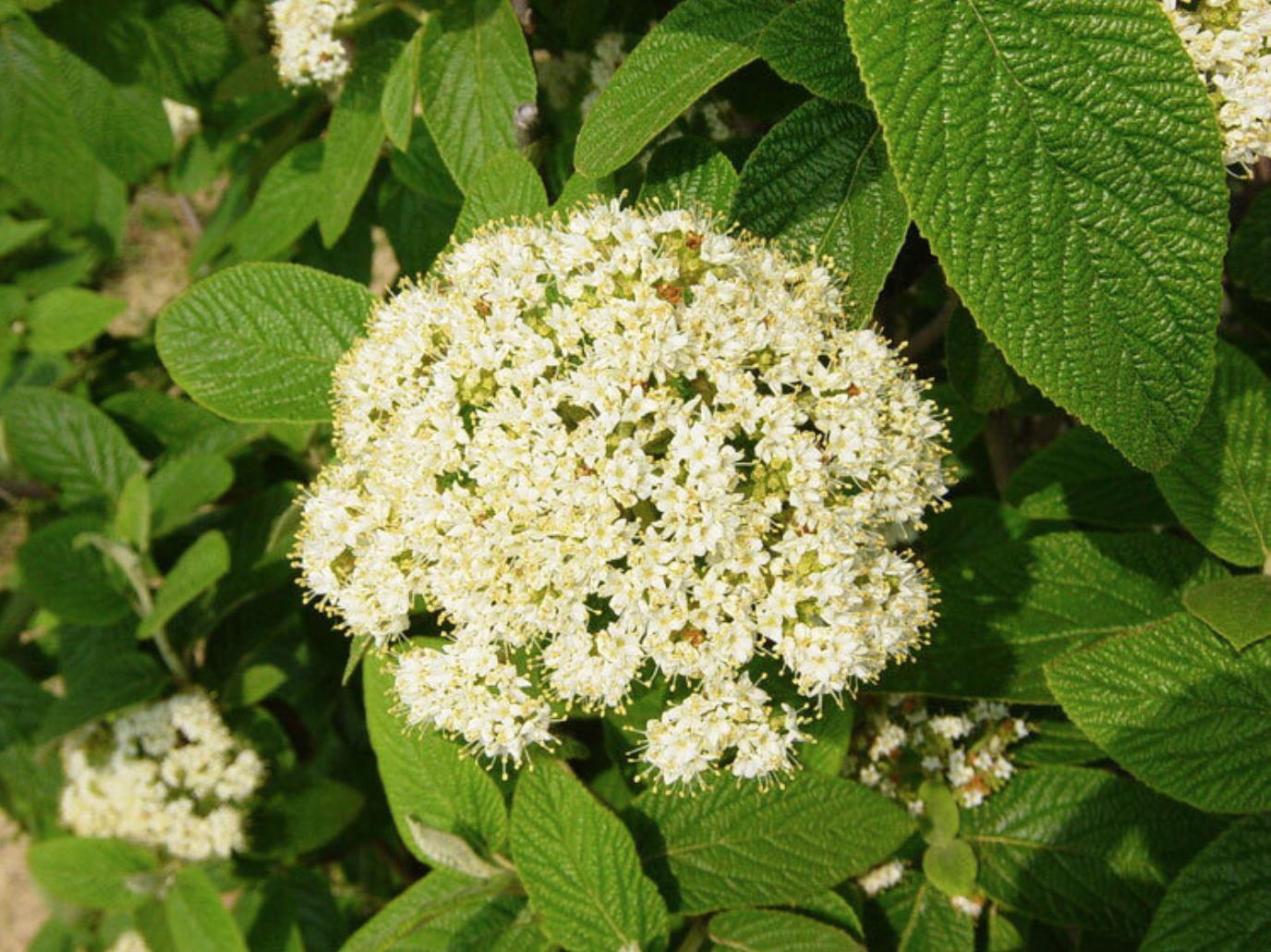 Viburnum Rhytidophylloides Alleghany - View 6 from www redcrocus com