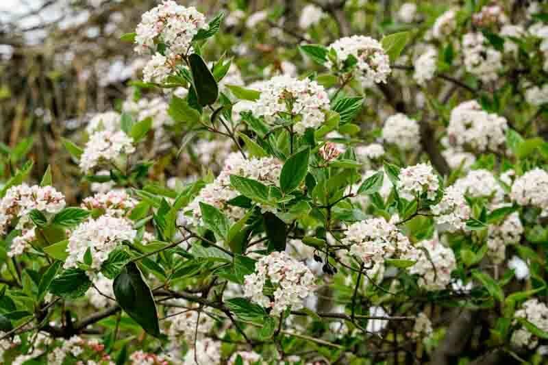 Viburnum Carlesii - View 11 from www redcrocus com