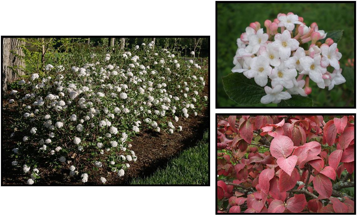 Viburnum Carlesii - View 22 from www redcrocus com