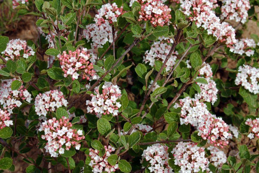 Viburnum Carlesii - View 25 from www redcrocus com