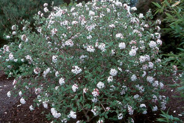 Viburnum Carlesii - View 26 from www redcrocus com