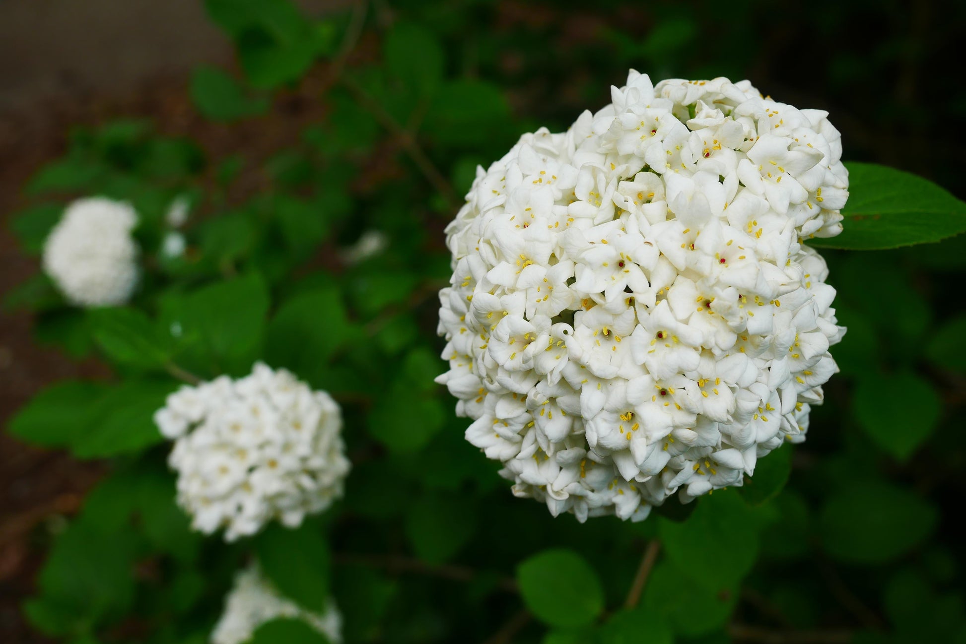 Viburnum Carlesii - View 2 from www redcrocus com