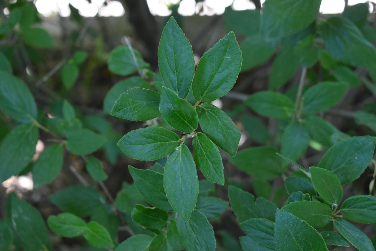 Viburnum Carlesii - View 30 from www redcrocus com
