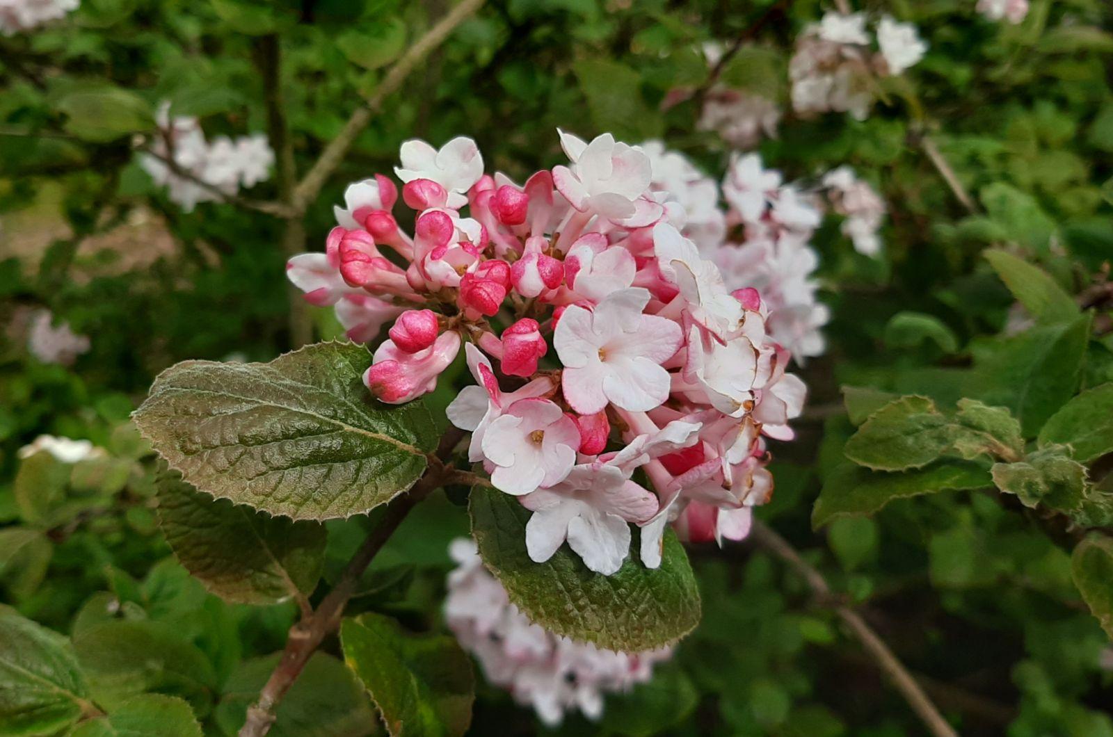 Viburnum Carlesii - View 32 from www redcrocus com