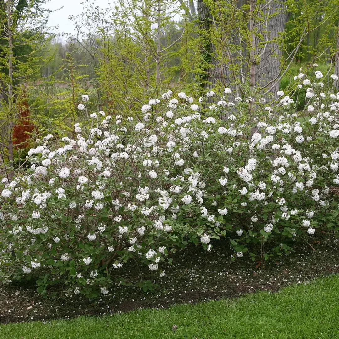 Viburnum Carlesii - View 33 from www redcrocus com