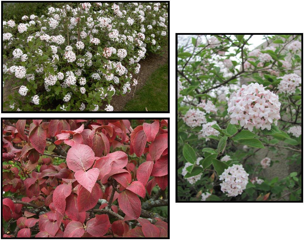 Viburnum Carlesii - View 35 from www redcrocus com