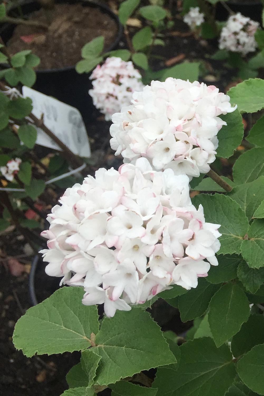 Viburnum Carlesii - View 36 from www redcrocus com