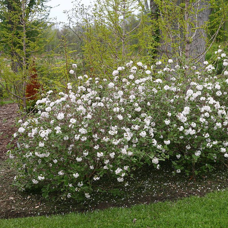 Viburnum Carlesii - View 37 from www redcrocus com