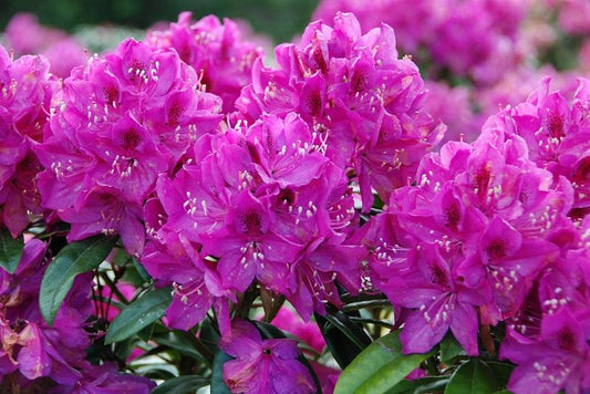 Rhododendron Anah Kruschke - View 11 from www redcrocus com