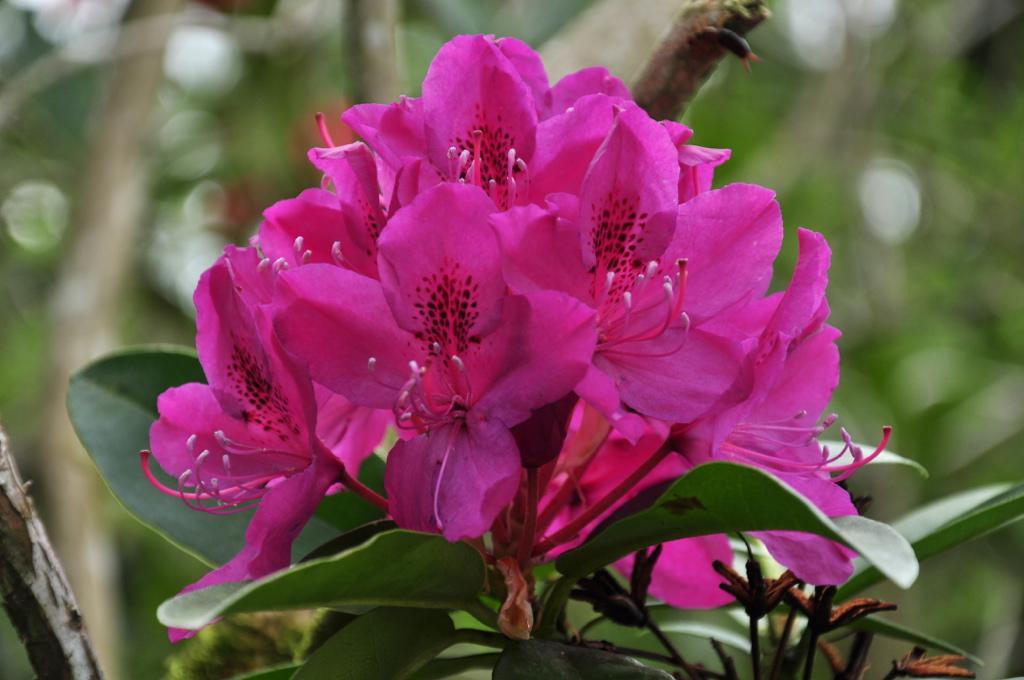 Rhododendron Anah Kruschke - View 15 from www redcrocus com
