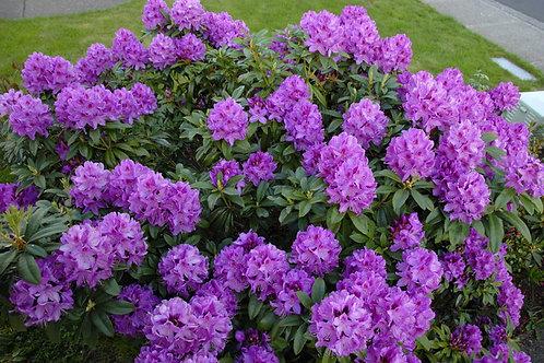 Rhododendron Anah Kruschke - View 17 from www redcrocus com