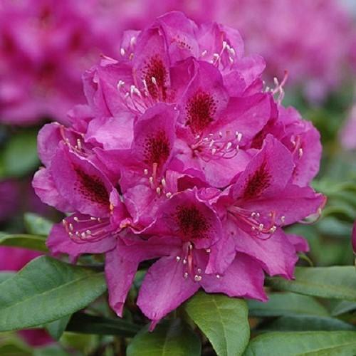Rhododendron Anah Kruschke - View 18 from www redcrocus com