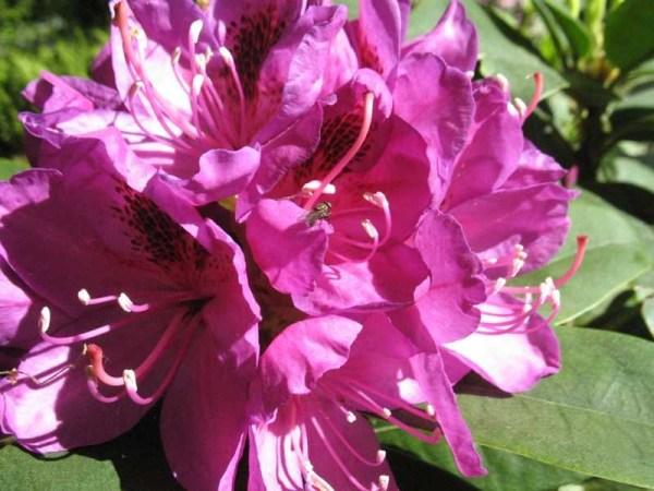 Rhododendron Anah Kruschke - View 20 from www redcrocus com