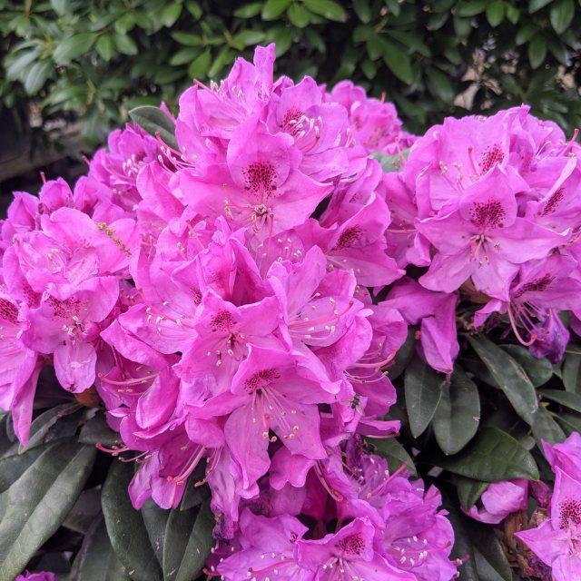 Rhododendron Anah Kruschke - View 6 from www redcrocus com