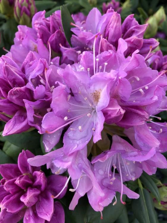Rhododendron Anah Kruschke - View 8 from www redcrocus com