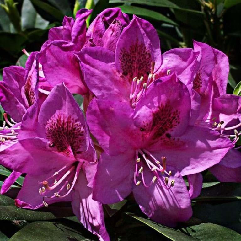 Rhododendron Anah Kruschke - View 9 from www redcrocus com