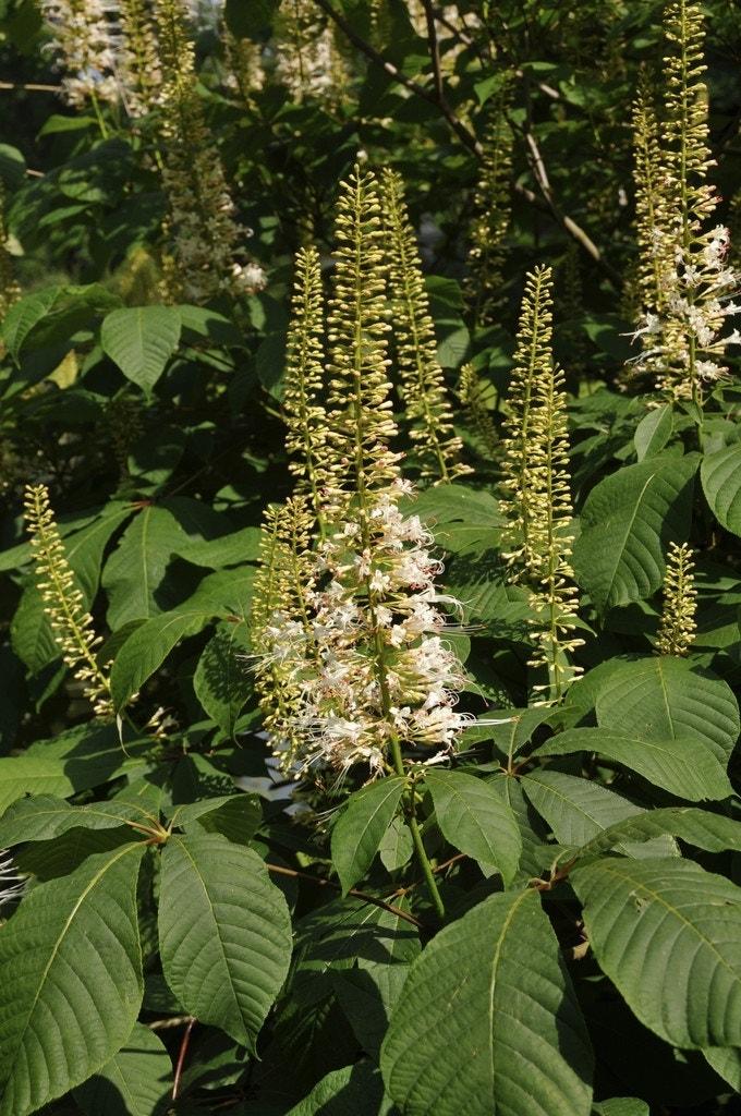 Aesculus Parviflora - View 19 from www redcrocus com