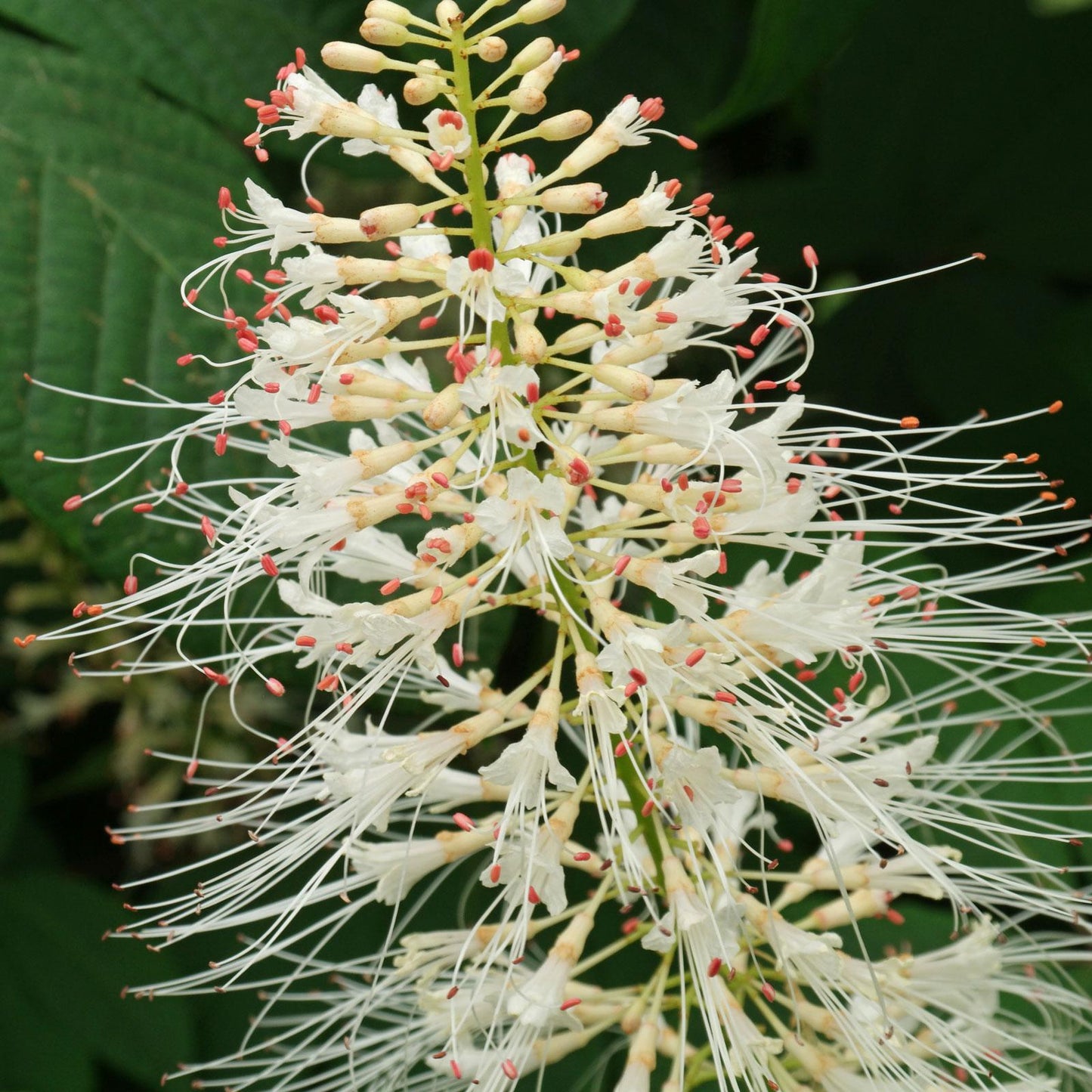 Aesculus Parviflora - View 20 from www redcrocus com