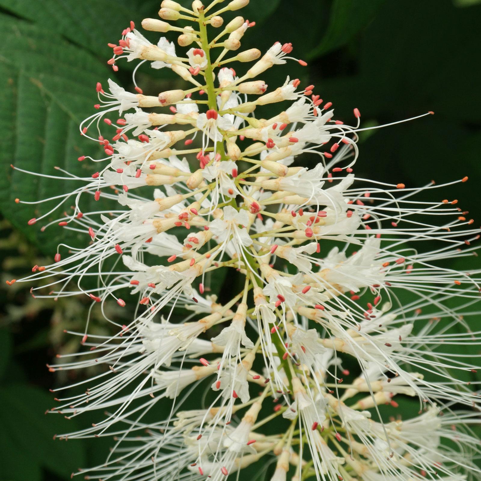 Aesculus Parviflora - View 20 from www redcrocus com