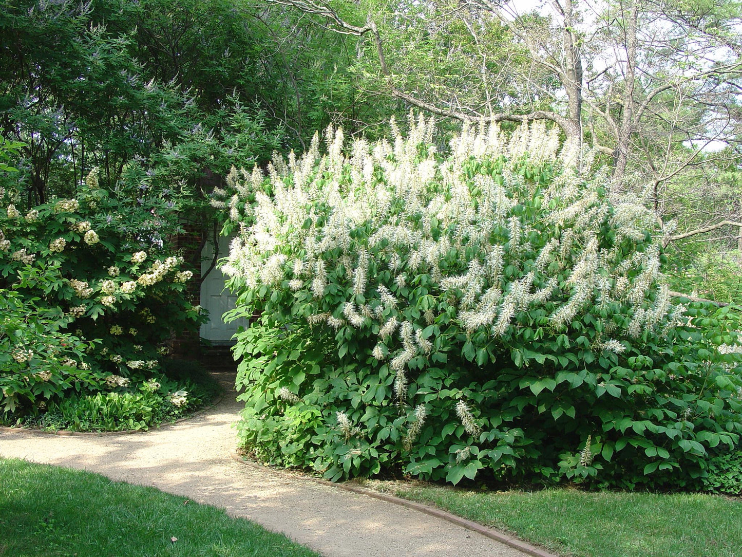 Aesculus Parviflora - View 23 from www redcrocus com