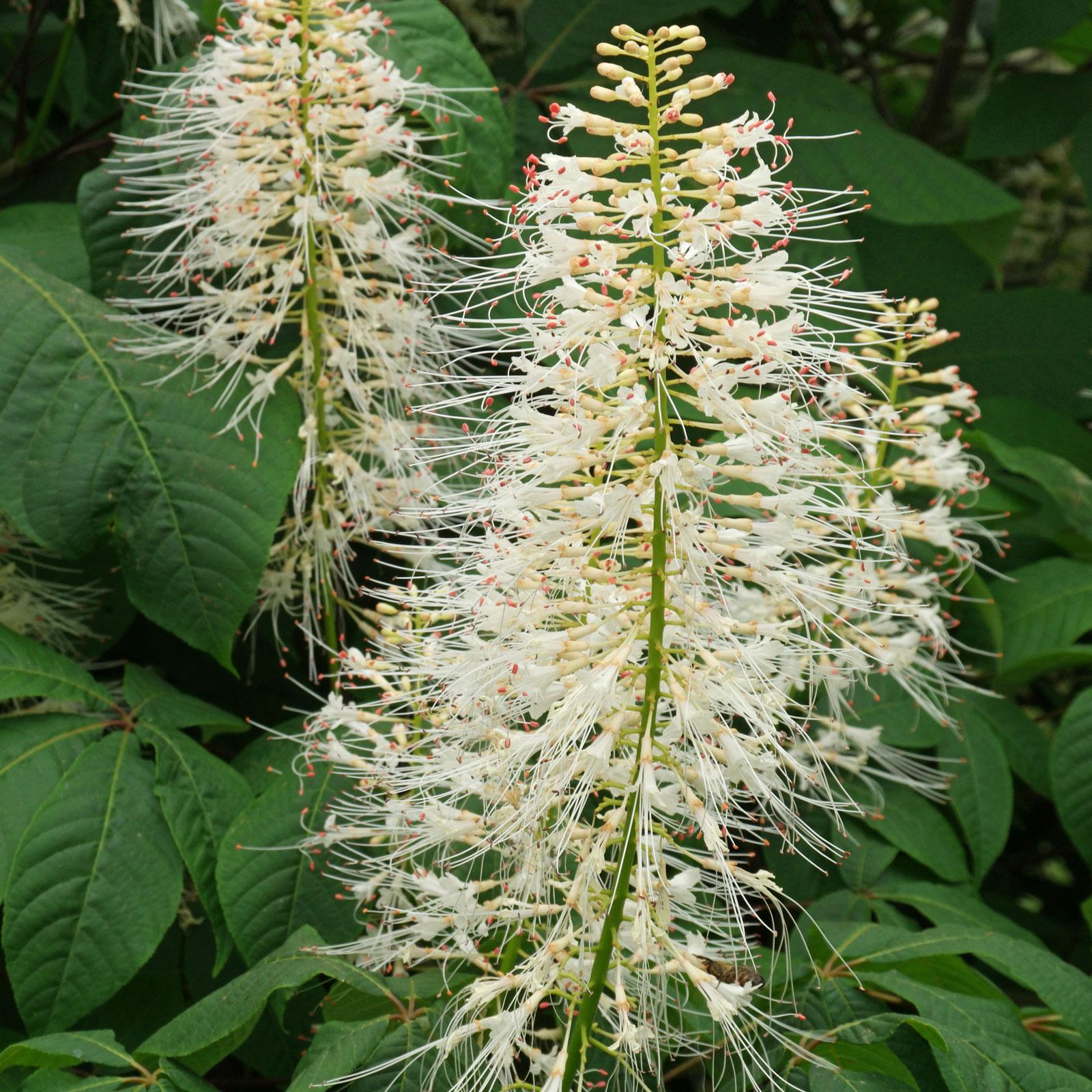 Aesculus Parviflora - View 2 from www redcrocus com