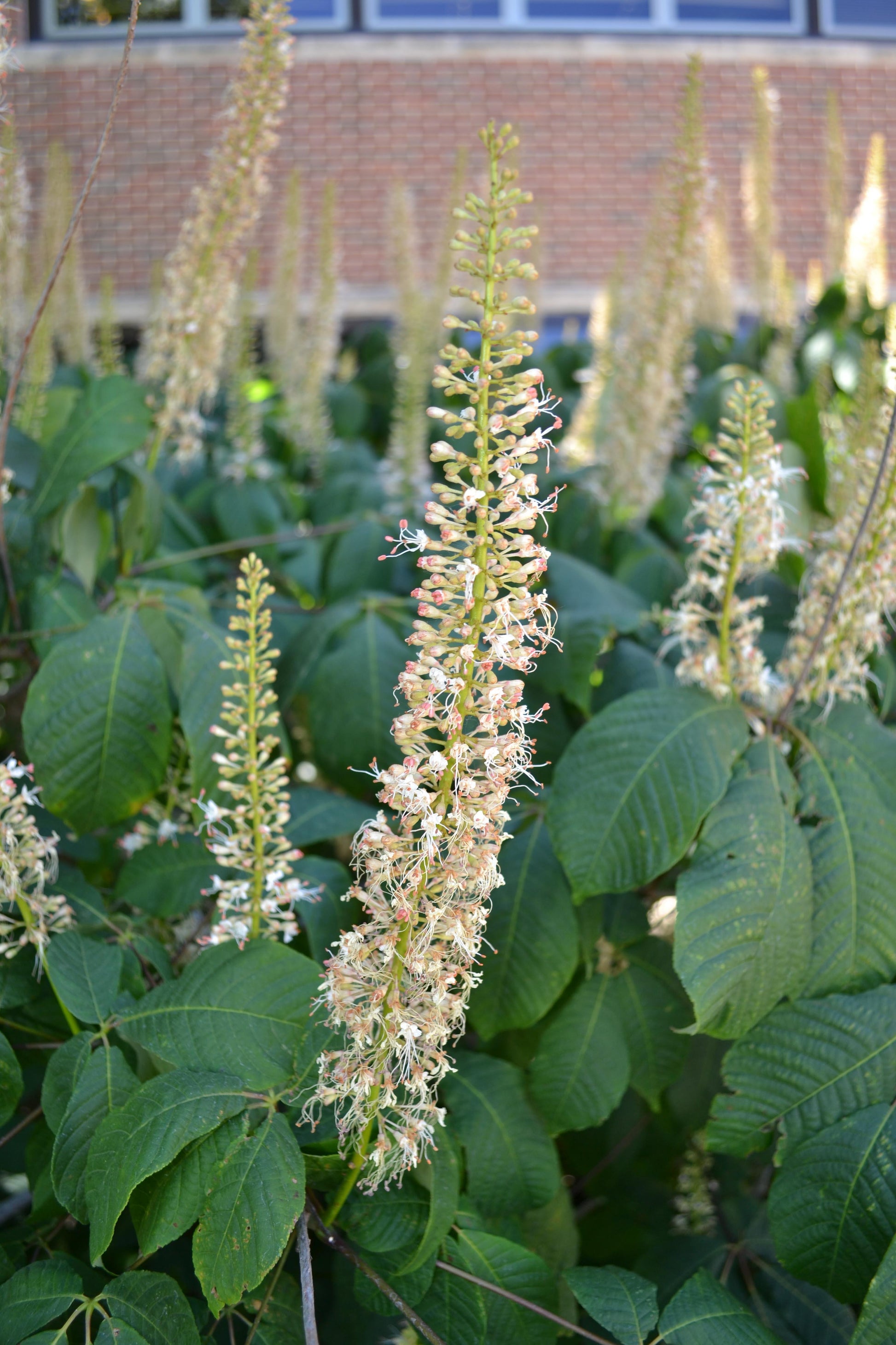 Aesculus Parviflora - View 5 from www redcrocus com