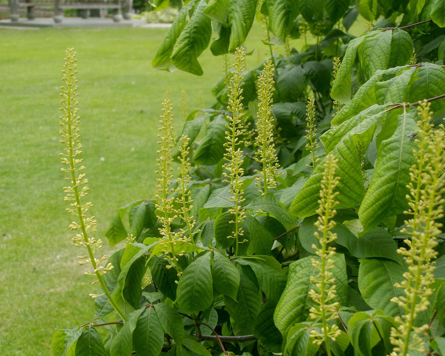 Aesculus Parviflora - View 7 from www redcrocus com