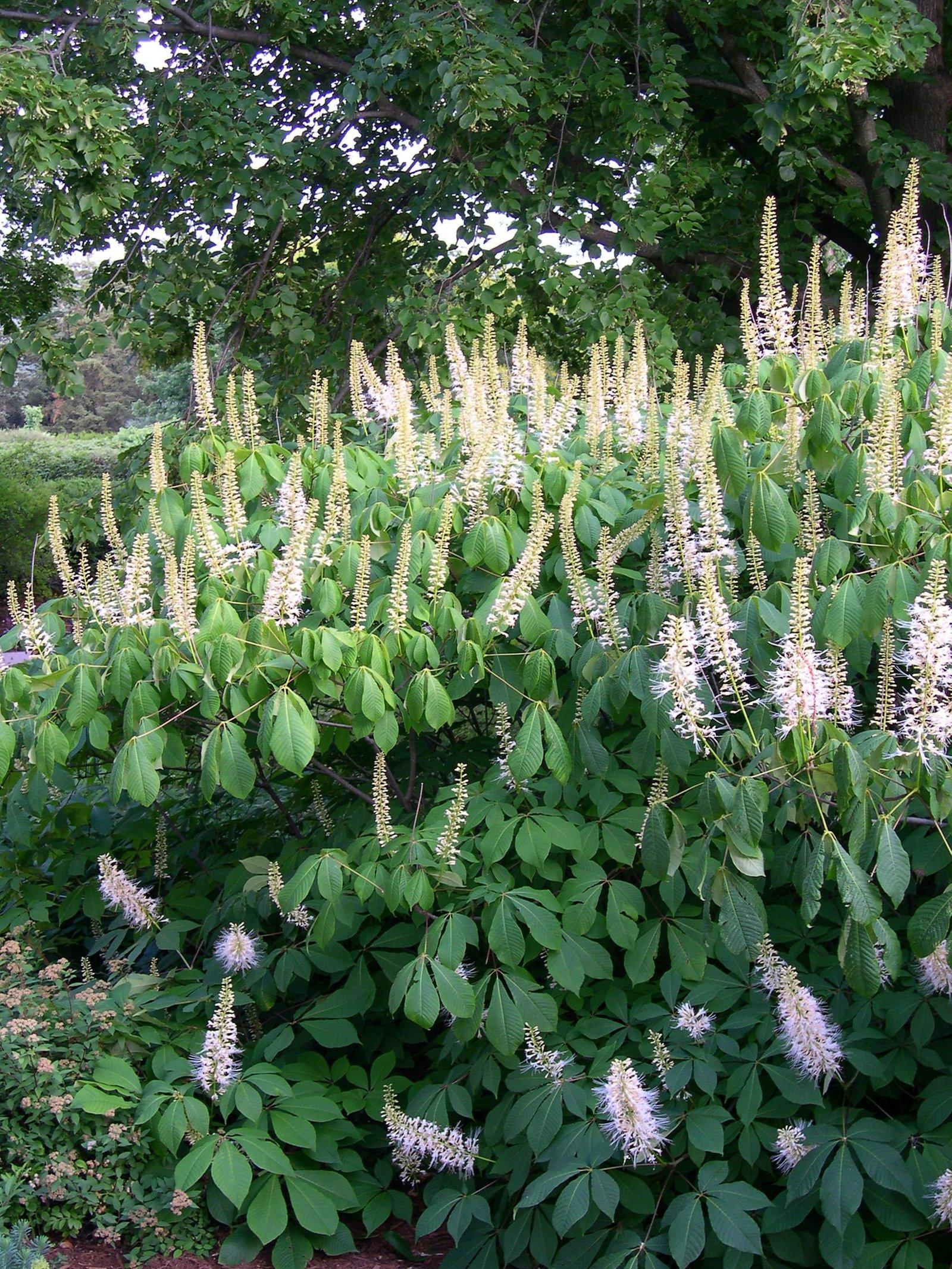 Aesculus Parviflora - View 8 from www redcrocus com