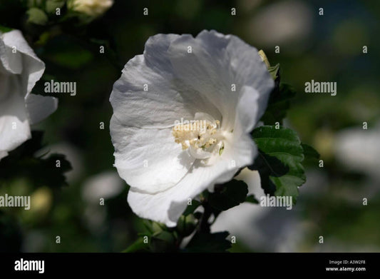 Hibiscus Syriacus Diana - View 10 from www redcrocus com