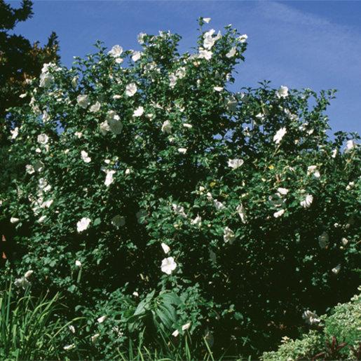 Hibiscus Syriacus Diana - View 14 from www redcrocus com