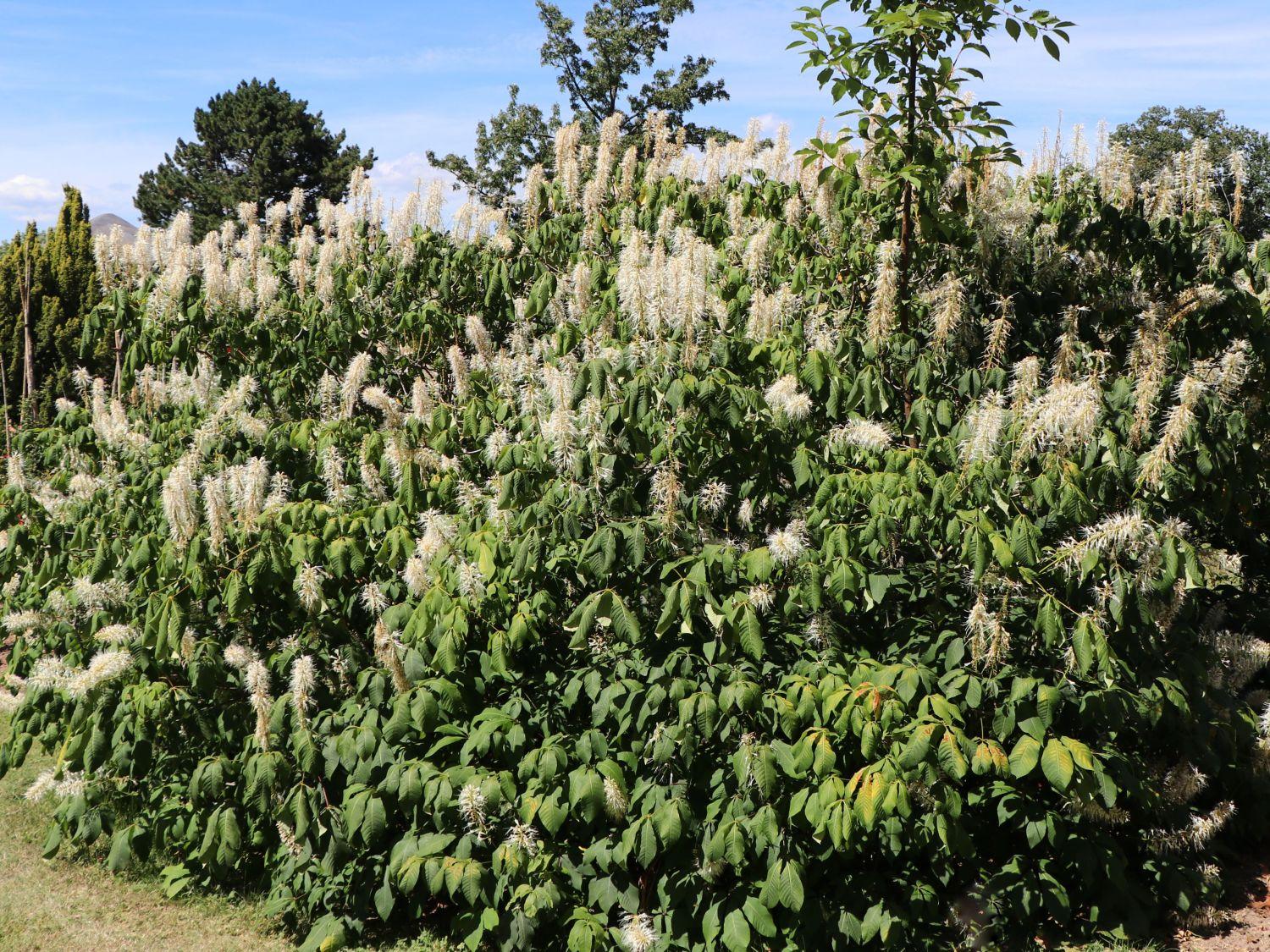 Aesculus Parviflora - View 20 from www redcrocus com