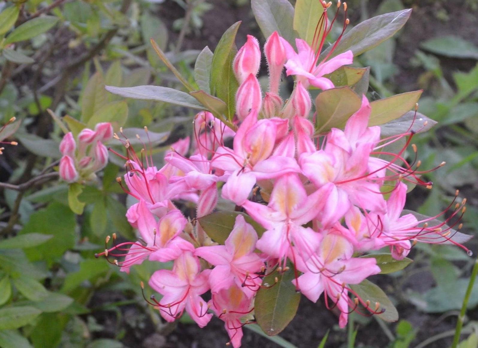 Azalea Pink And Sweet - View 10 from www redcrocus com