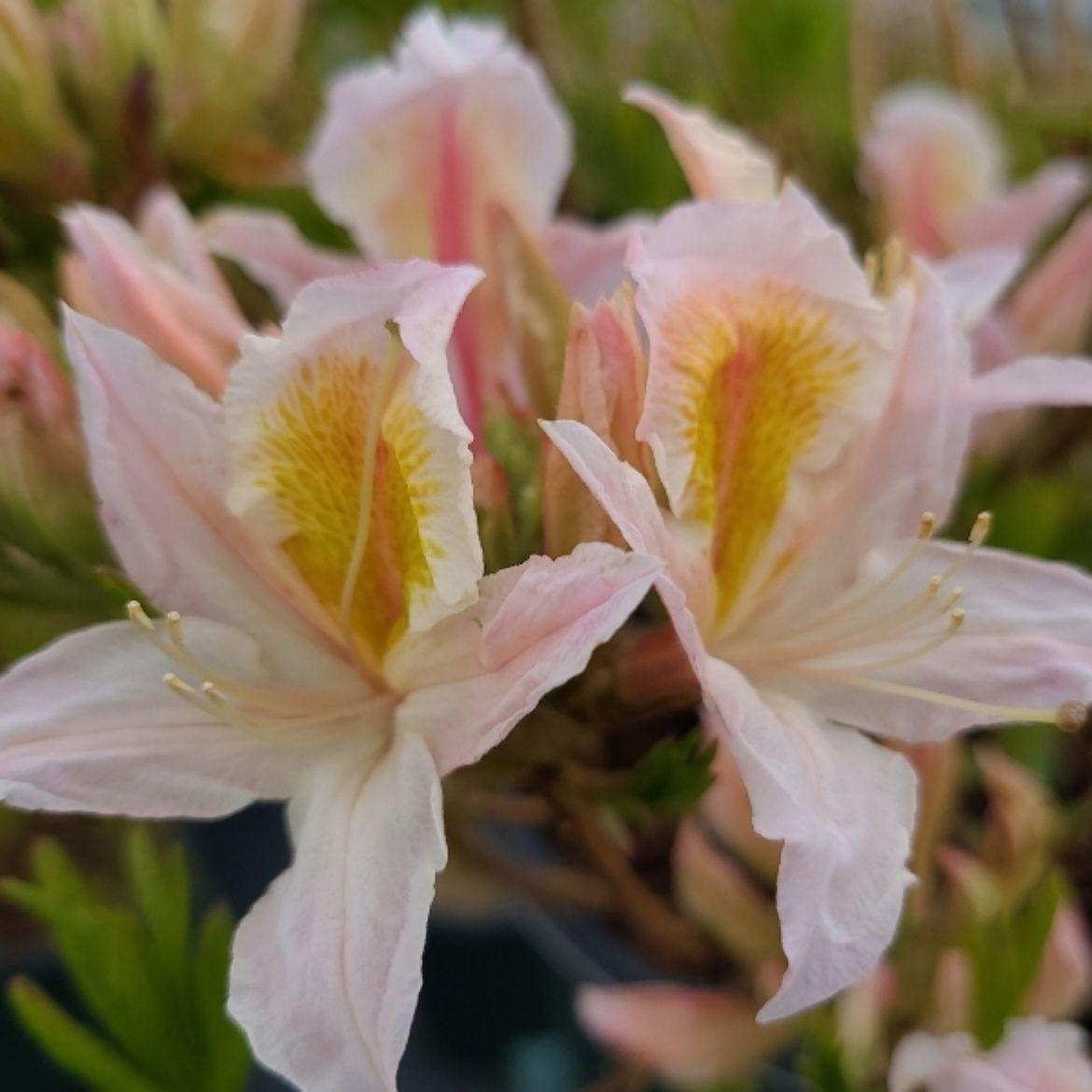 Azalea Pink And Sweet - View 16 from www redcrocus com