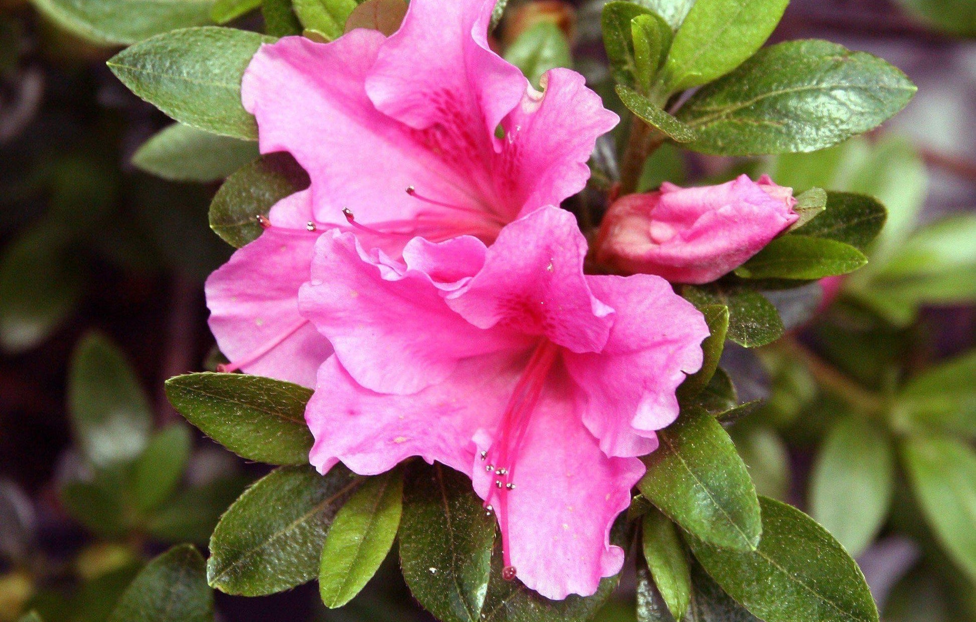 Azalea Pink And Sweet - View 18 from www redcrocus com