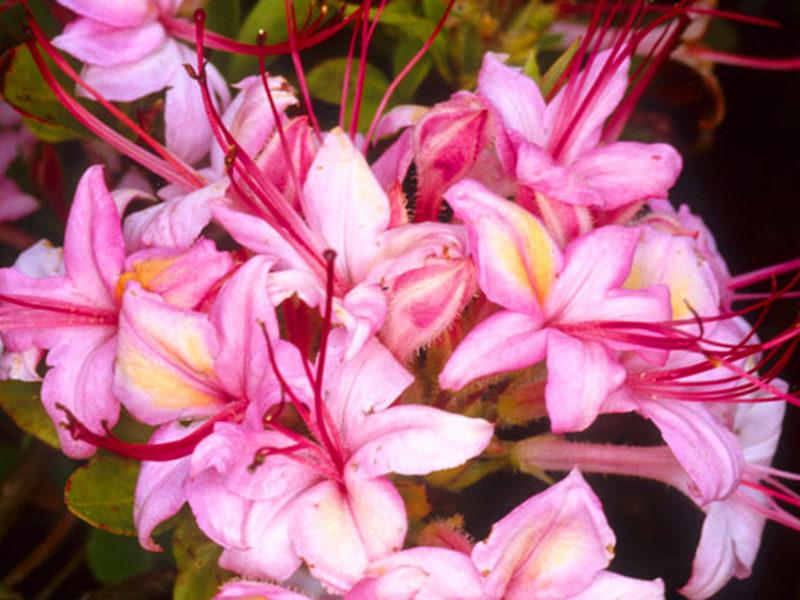 Azalea Pink And Sweet - View 1 from www redcrocus com
