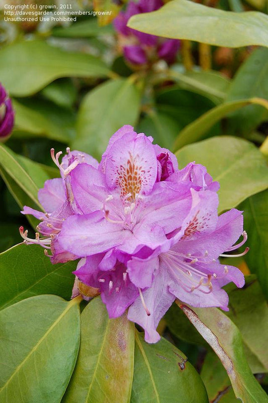 Rhododendron Minnetonka - View 10 from www redcrocus com