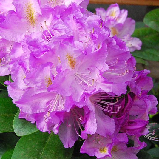Rhododendron Minnetonka - View 1 from www redcrocus com