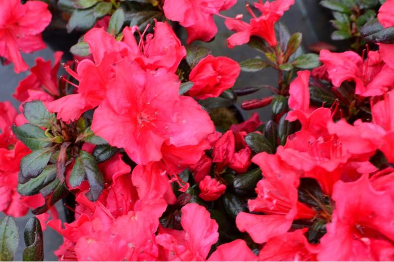 Azalea Johanna - View 17 from www redcrocus com