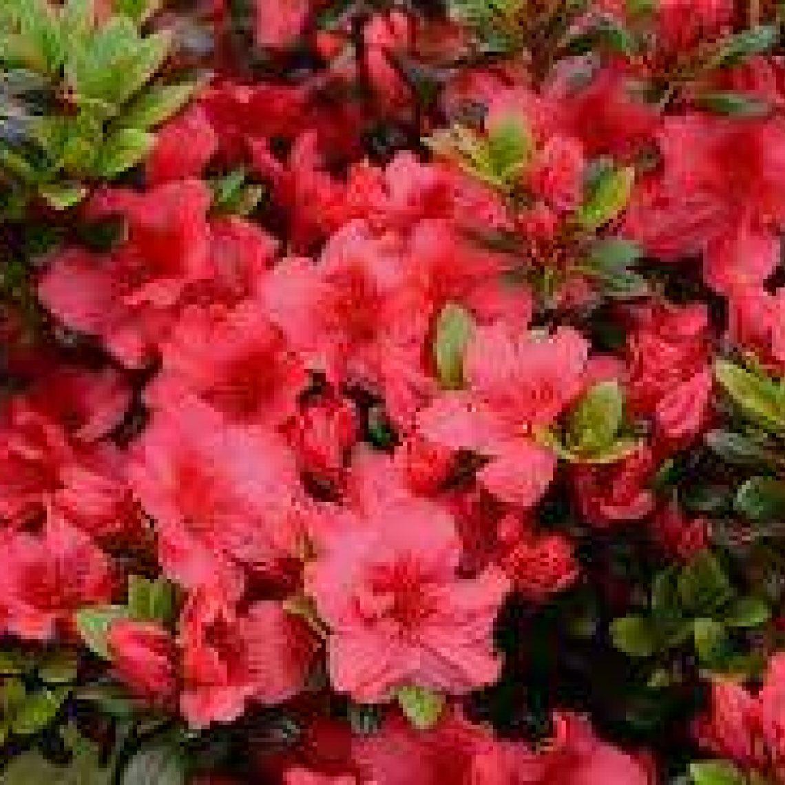 Azalea Johanna - View 18 from www redcrocus com