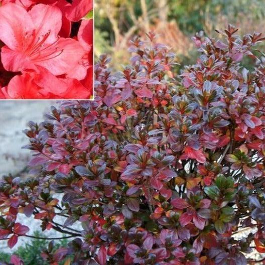 Azalea Johanna - View 5 from www redcrocus com