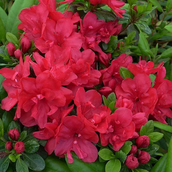 Azalea 'mother's Day' - View 12 from www redcrocus com